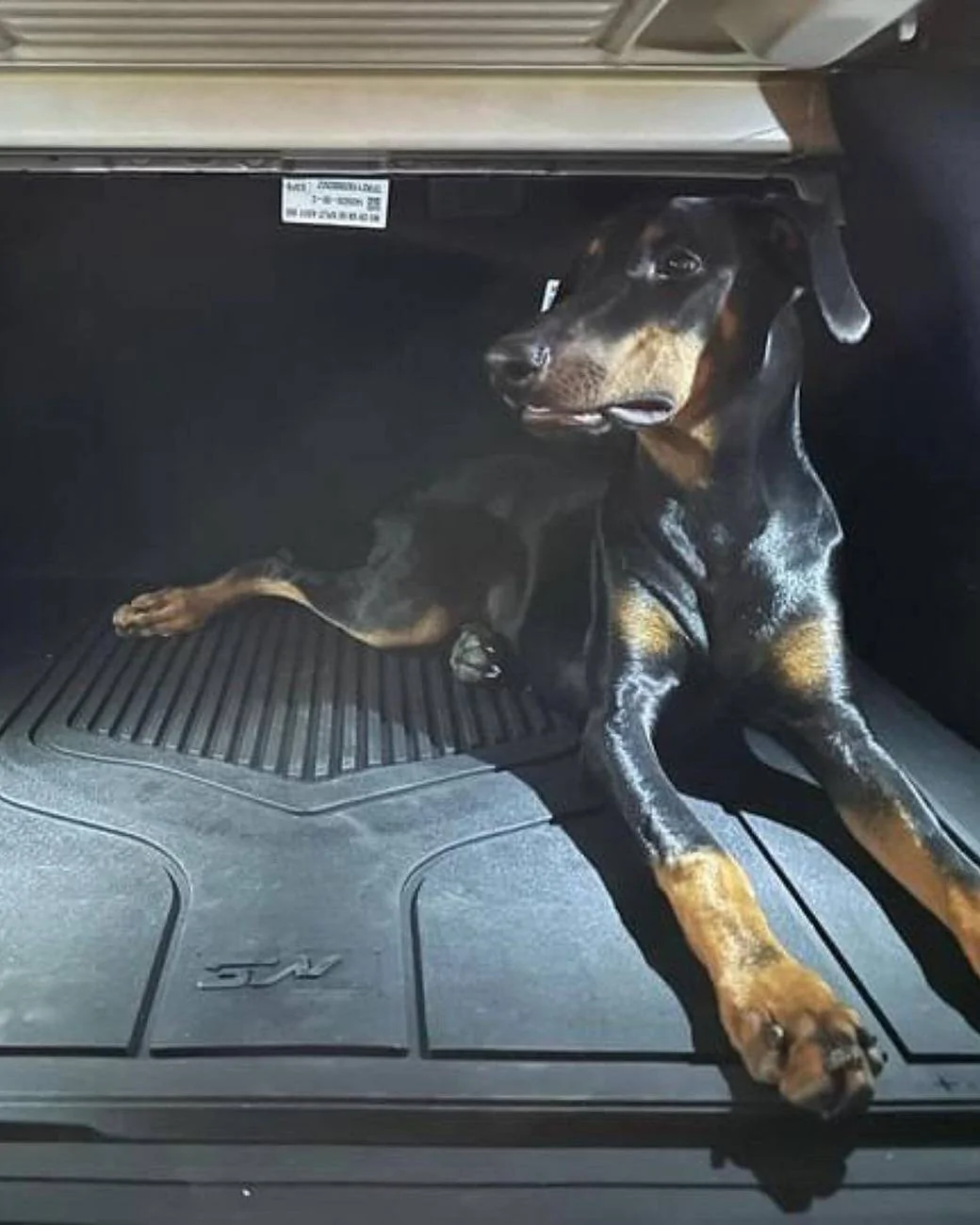 Tesla Cybertruck Join Our Mission to Help Stray Dogs with Barks of Love!🐶💖🐶 Snapinsta.app_457310913_18116954581389460_393069853886456927_n_1080