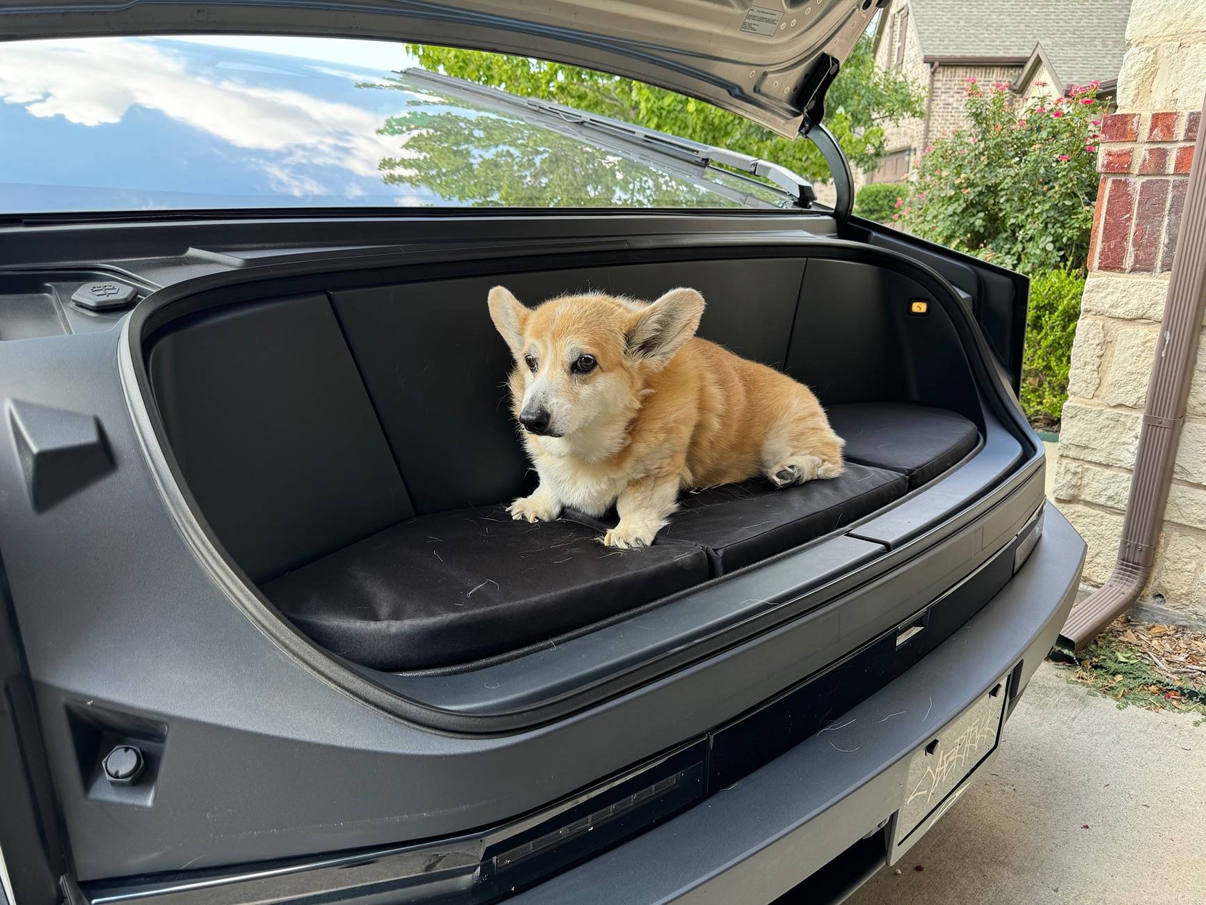 Tesla Cybertruck Join Our Mission to Help Stray Dogs with Barks of Love!🐶💖🐶 IMG_6829