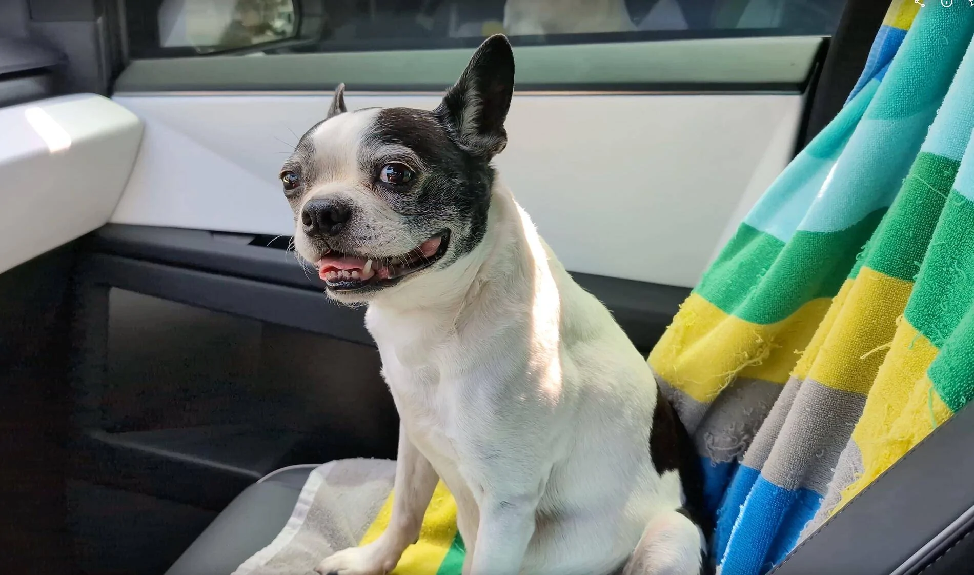Tesla Cybertruck Will you let your dog sit directly in the rear seat of your cybertruck? 1726110033214-k