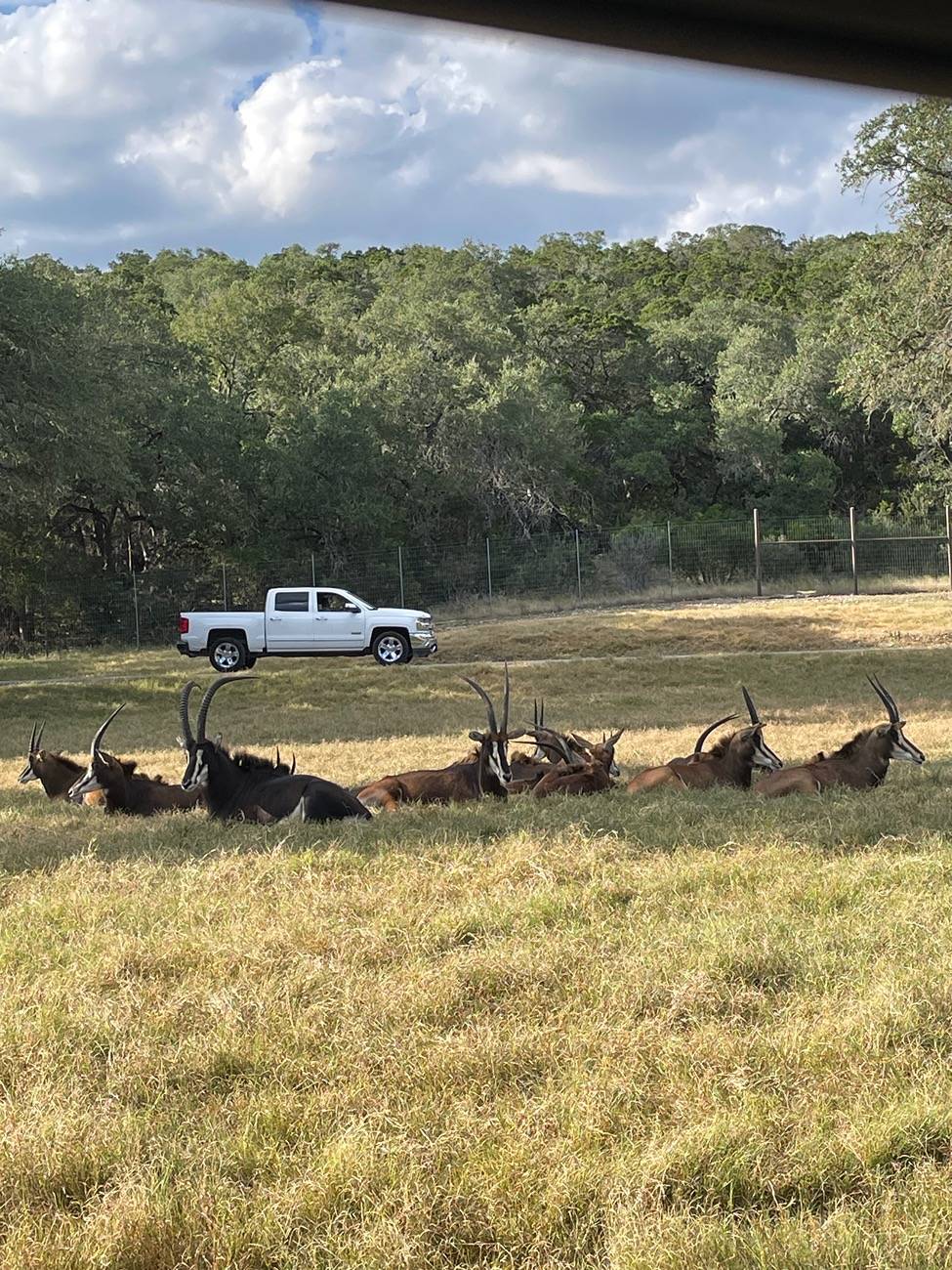 Tesla Cybertruck Cybertruck at the San Antonio Safari Zoo 📐🦒 How Animals React IMG_7491