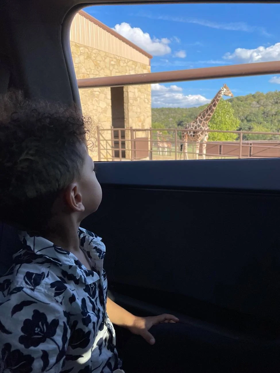 Tesla Cybertruck Cybertruck at the San Antonio Safari Zoo 📐🦒 How Animals React IMG_7493
