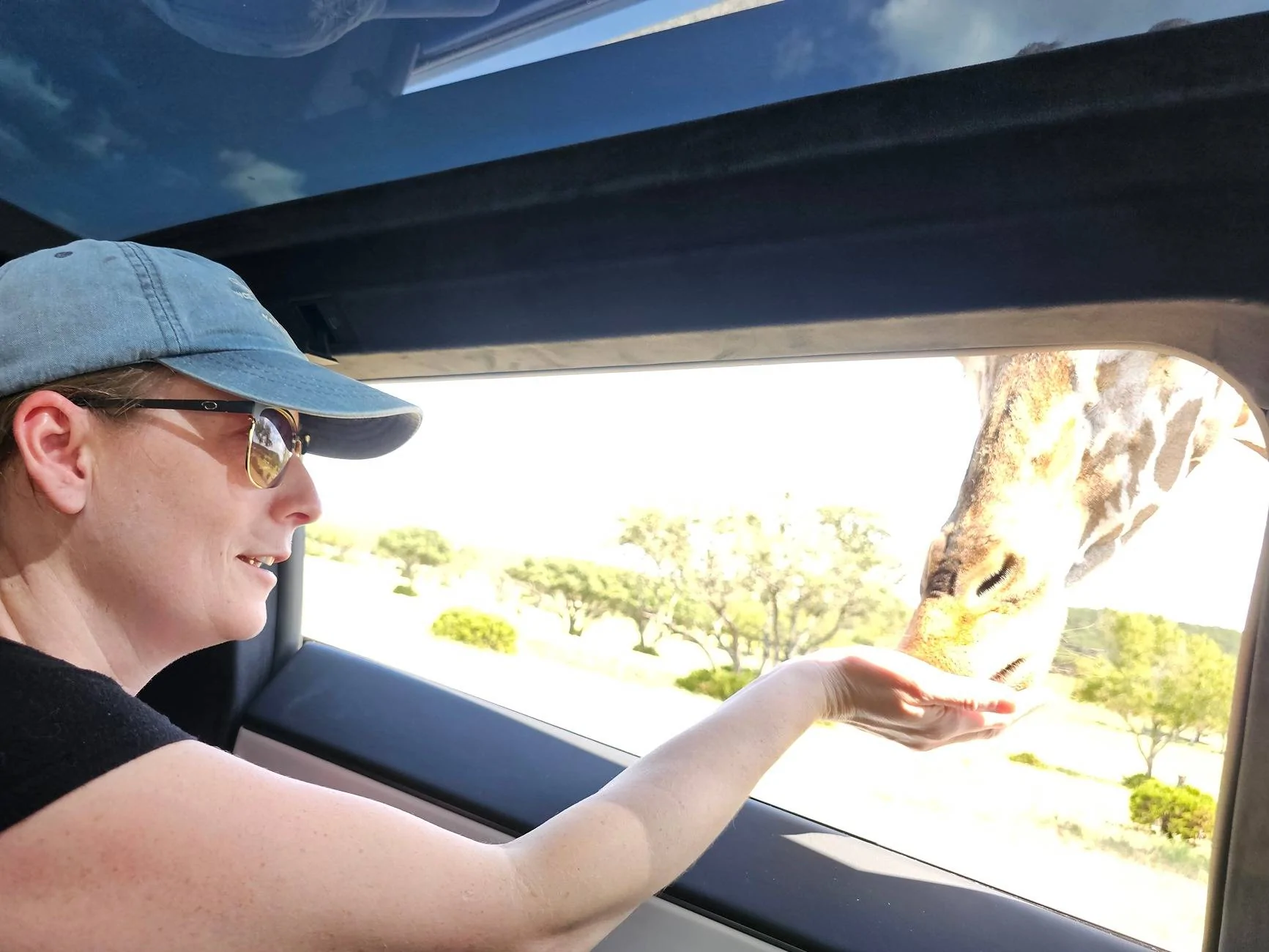 Tesla Cybertruck Ostrich 'Attack' on Cybertruck - Fossil Rim Wildlife Park - Glen Rose,TX 20240922_133916