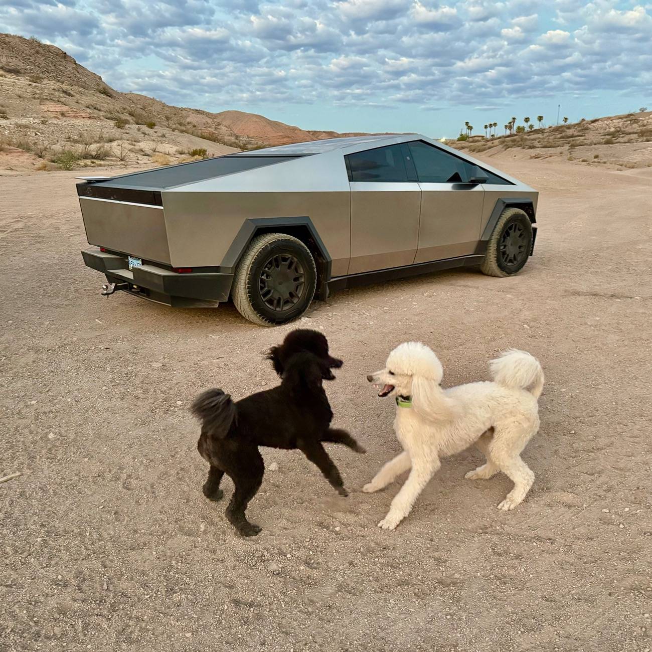 Tesla Cybertruck Glorious Sunrise and Three Beasts IMG_0165