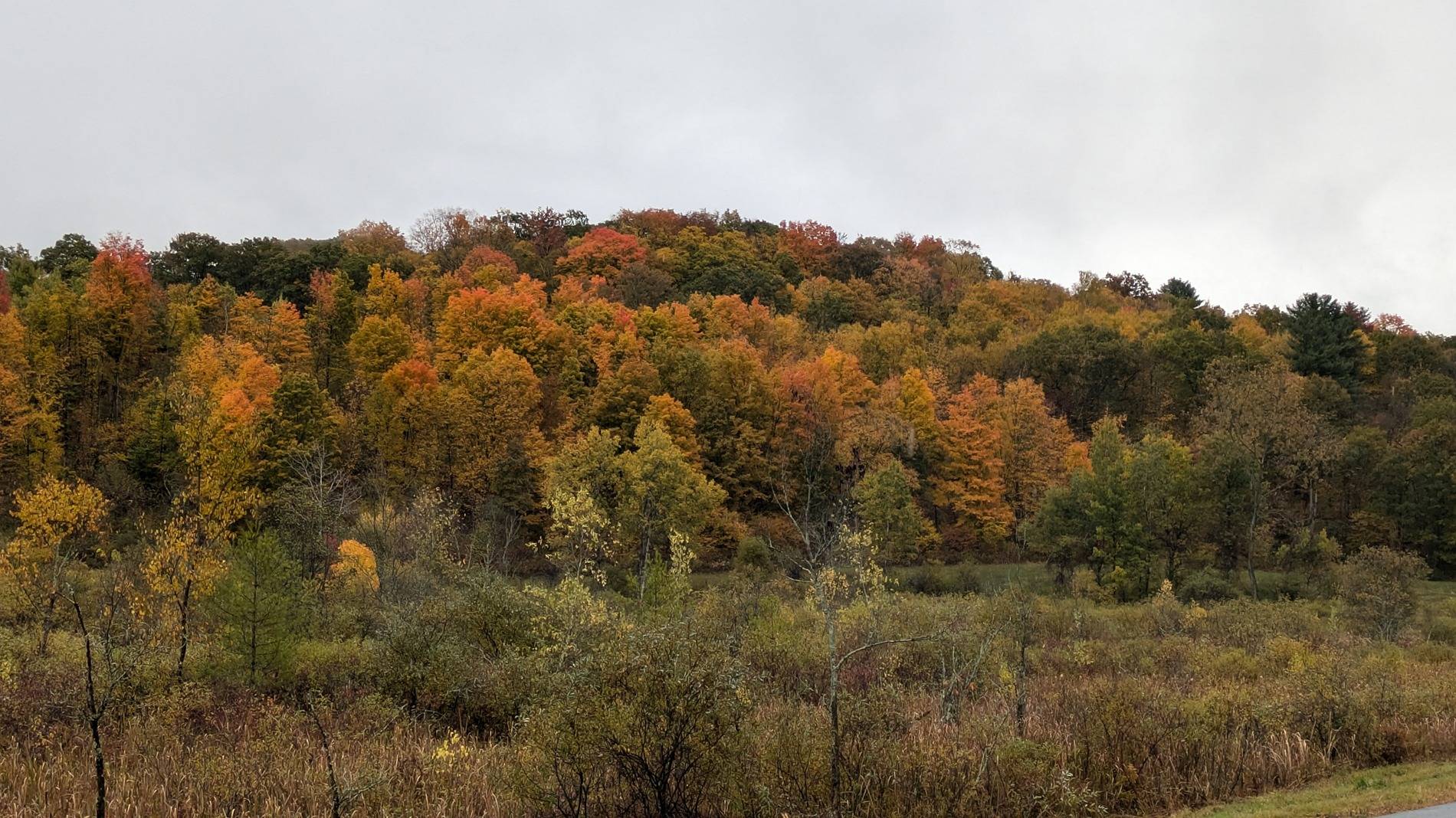 Tesla Cybertruck Show off your Cybertruck in fall colors 1000012720