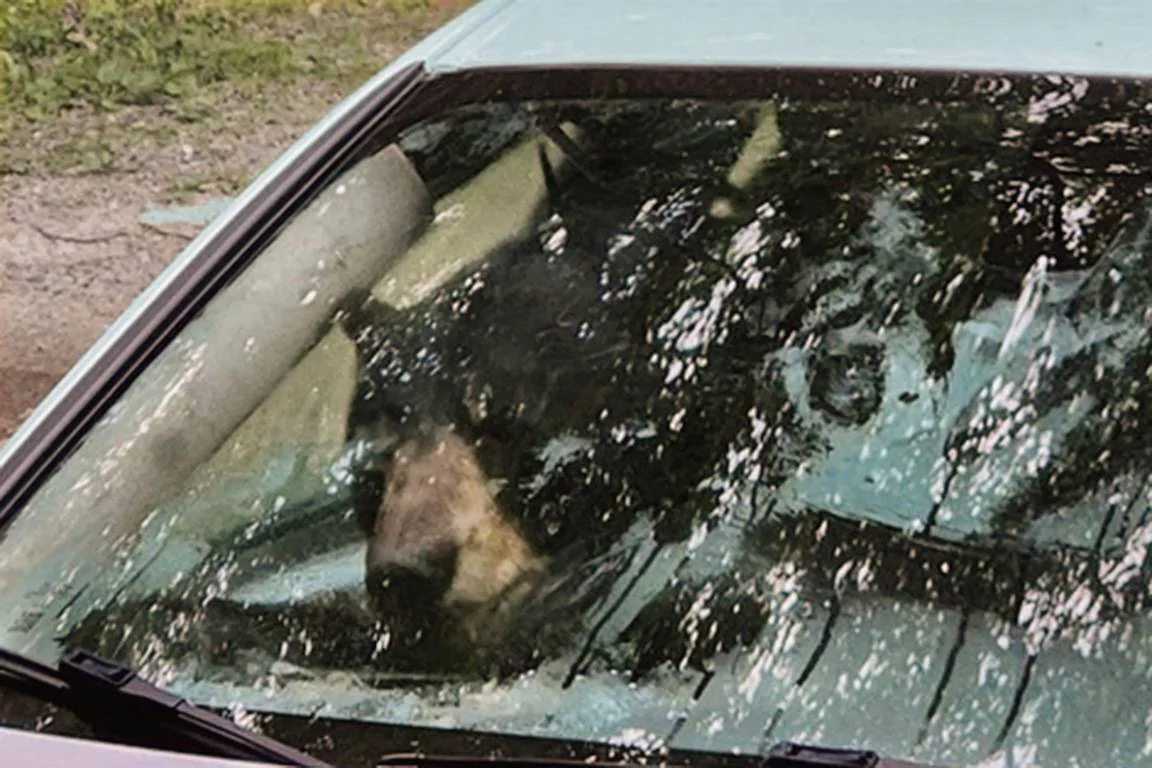 Tesla Cybertruck Cat got stuck in my Cybertruck, survives with 8 lives! - Video added Bear_Destroys_Car_36659