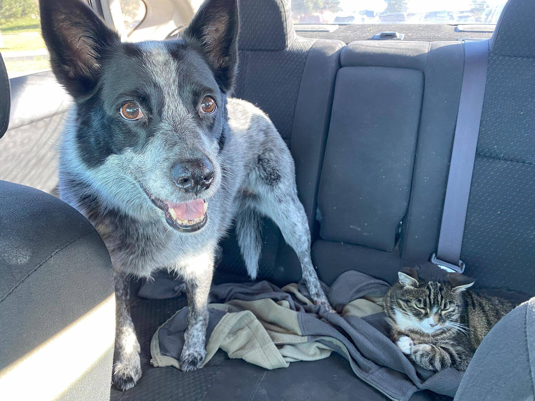 Tesla Cybertruck "CyberBeast": Dog’s Reaction to Cybertruck Command🐕 lilly_and_puma