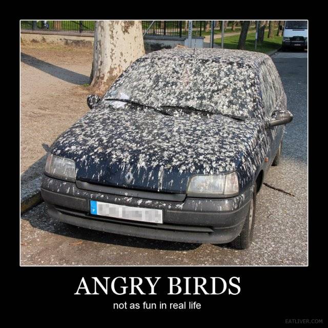 Tesla Cybertruck Bird Poop Stain! 154681-e556bd68fe7d79daaf0614b77b2a43fb