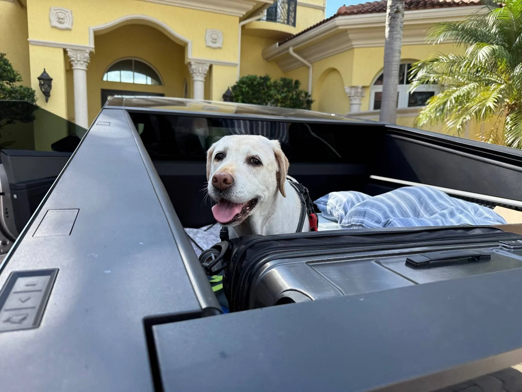 Tesla Cybertruck Cybertruck is awesome for Dogs IMG_8607