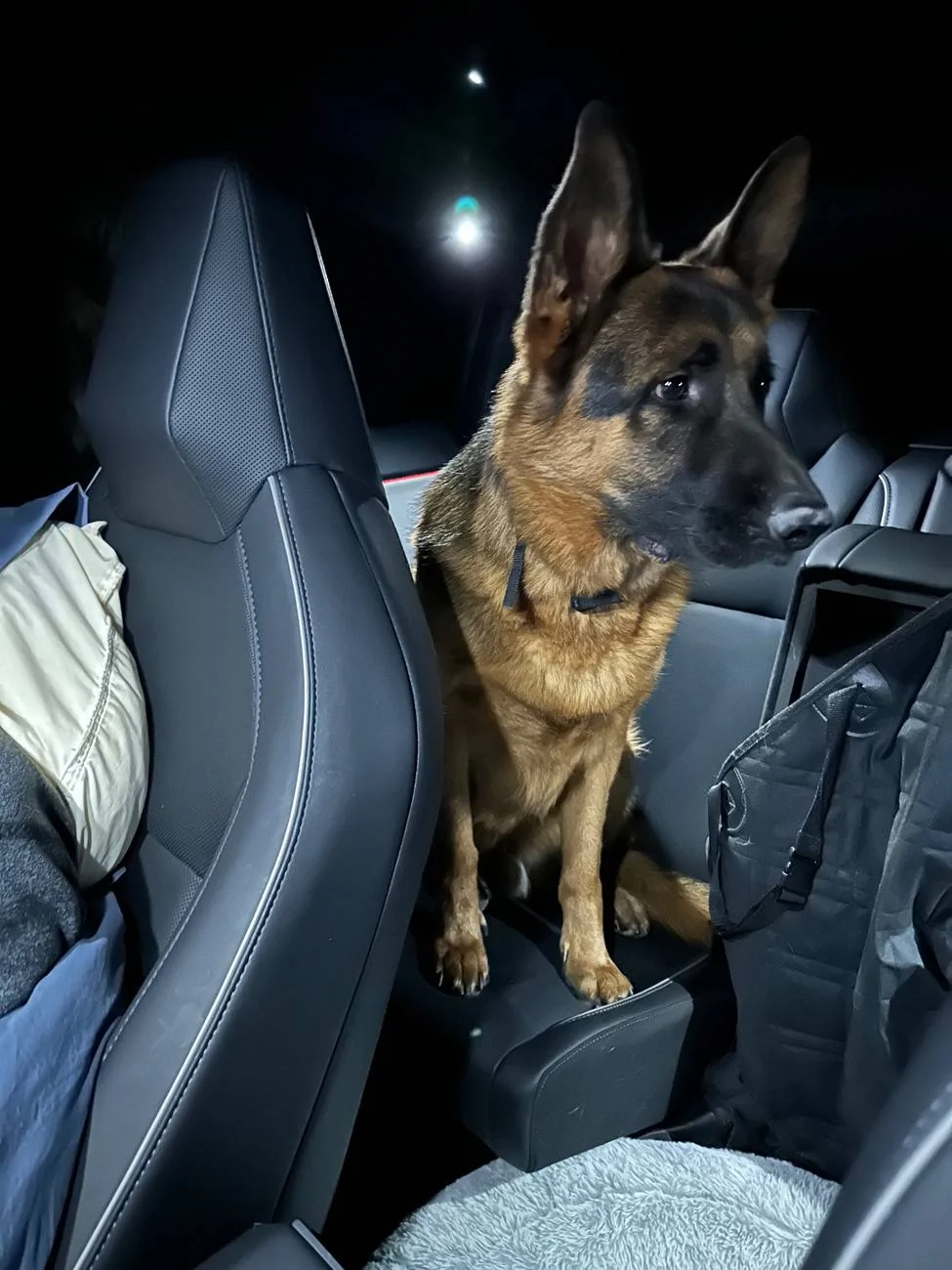 Tesla Cybertruck Cybertruck is awesome for Dogs IMG_2136