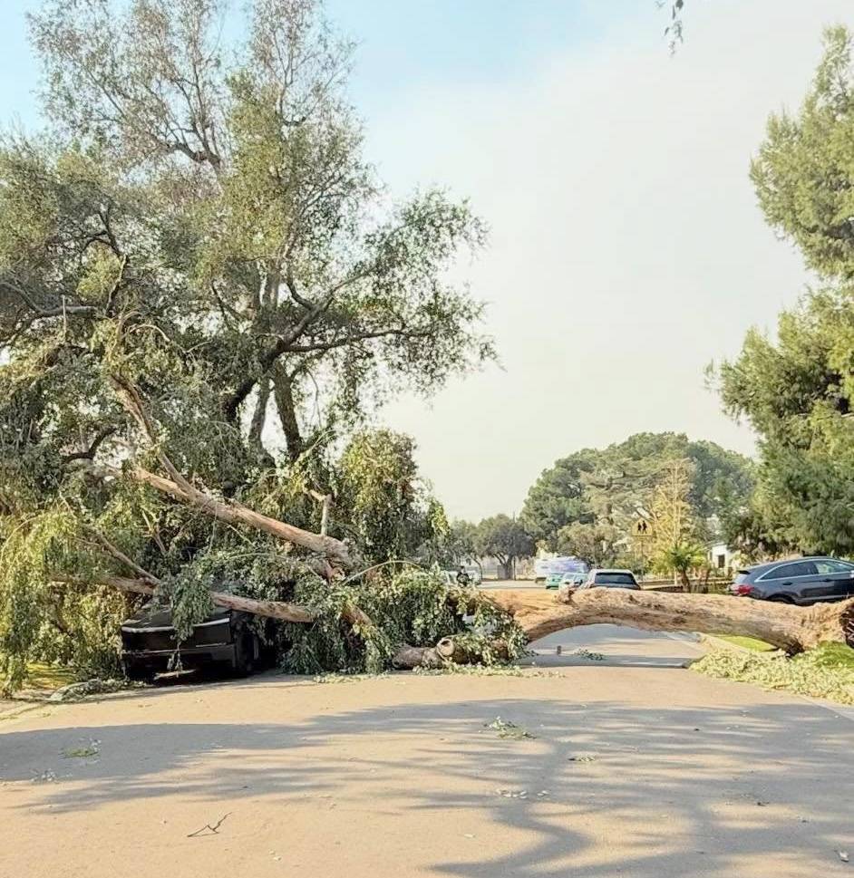 Tesla Cybertruck Cybertruck crushed by huge tree in Socal windstorm but still driveable 472742707_10233790924338989_6771231090447091402_n