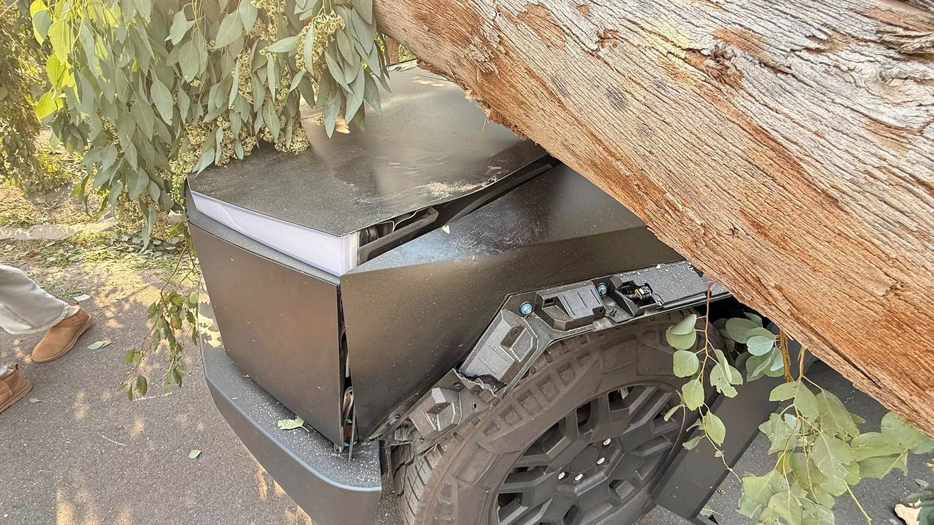 Tesla Cybertruck Cybertruck crushed by huge tree in Socal windstorm but still driveable 472325436_10233790924738999_2984580275257568754_n