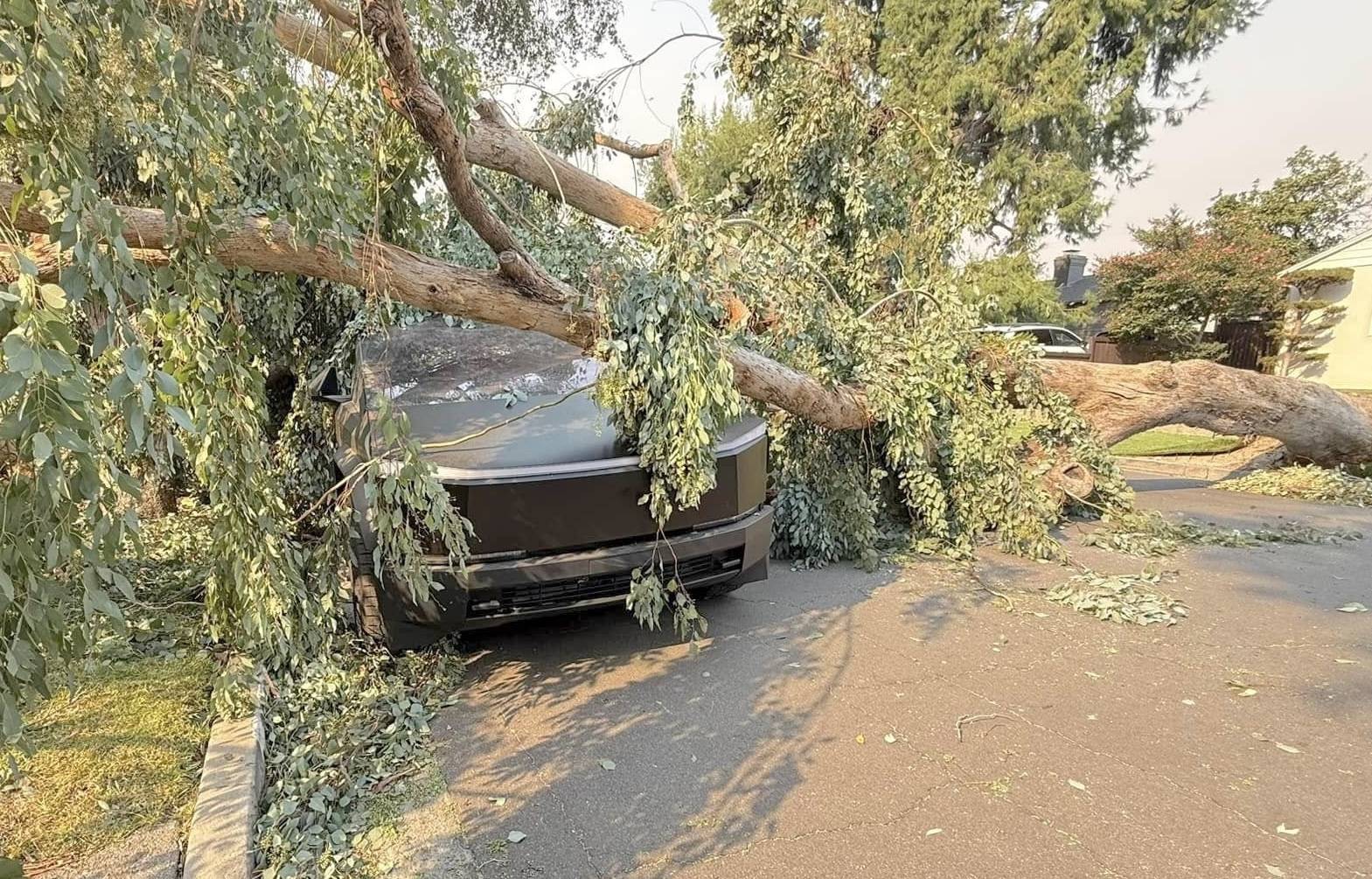 Tesla Cybertruck Cybertruck crushed by huge tree in Socal windstorm but still driveable 472708592_10233790924258987_3835040555098008501_n (1)