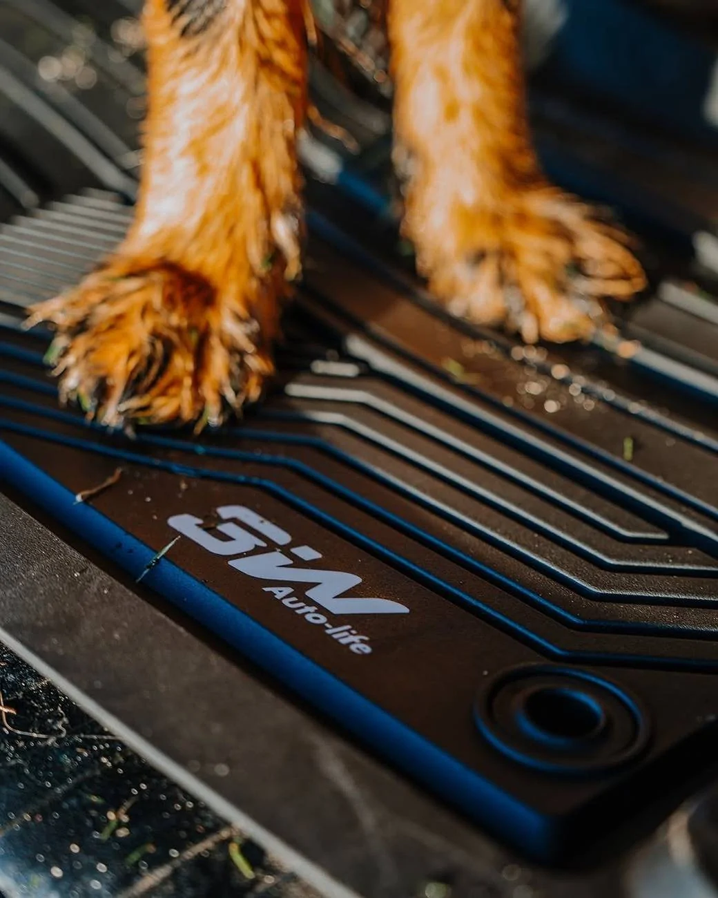 Tesla Cybertruck 🐾 Cats vs. Dogs: The Ultimate Adventure Buddies! 🐾 1_18128269354389460_3501581890822246994_n_1080-jpg