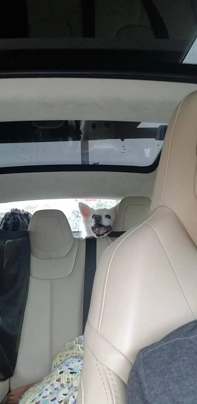 Tesla Cybertruck Plog/Vlog of Travelling with Loved Ones - Win Your G900 Tripro Cabin Version 1744201567365-zo