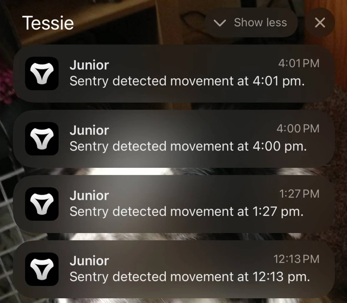 Tesla Cybertruck Sentry Mode recording notification on app? IMG_0927