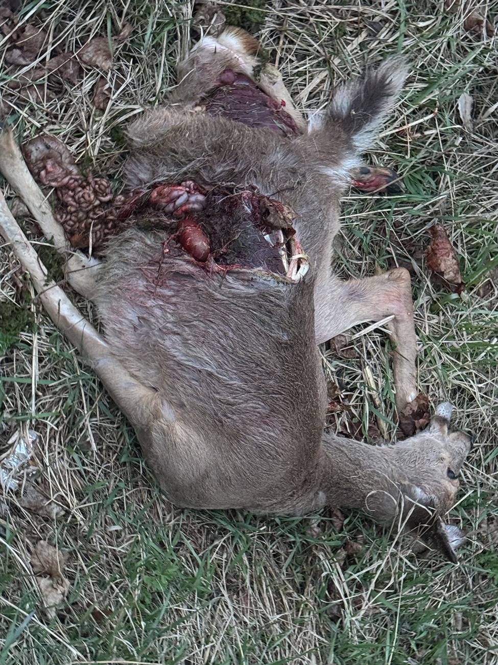 Tesla Cybertruck Cybertruck - 1  Deer - 0; Deer strike at 60 MPH (Video Added & Graphic Image) IMG_9127.JPG