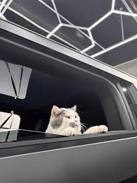 Tesla Cybertruck Bird Fighting Mirror What a mess! q=tbn:ANd9GcRY3rqwoug70R5vVc_rlLJbPgf1IiSFI_bphA&s