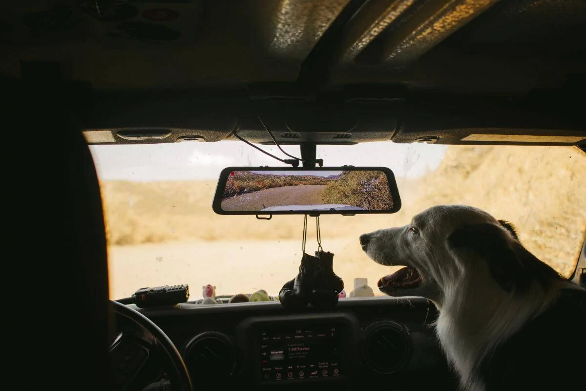 Tesla Cybertruck Are You a Cat Person or a Dog Person? Copilot