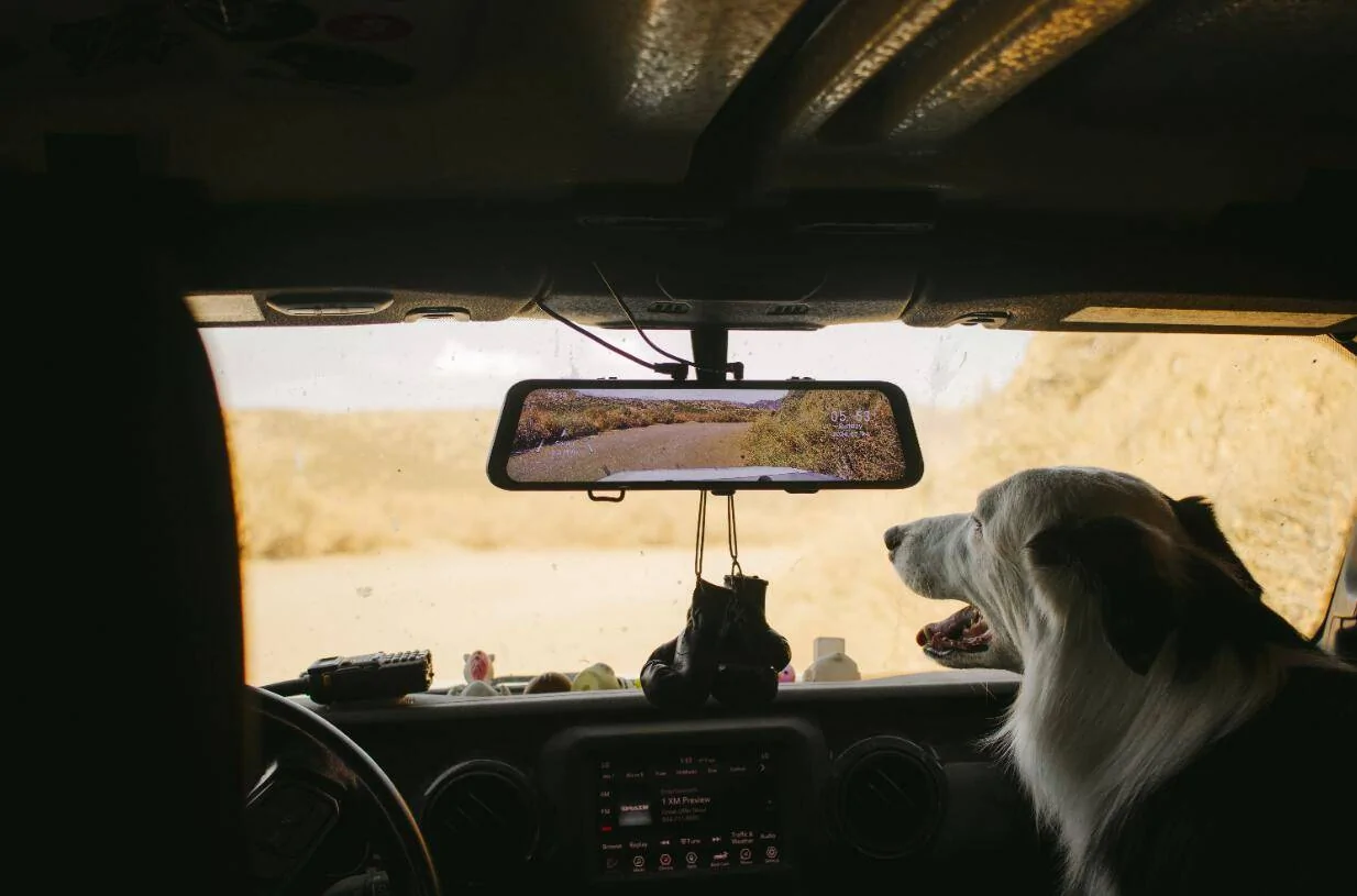 Tesla Cybertruck Are You a Cat Person or a Dog Person? Copilot1