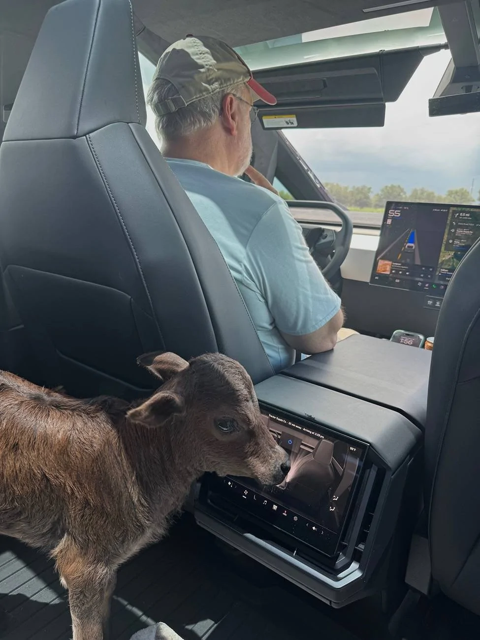 Tesla Cybertruck Dog mode is now also Cow Mode!  🐶 = 🐮 IMG_6367