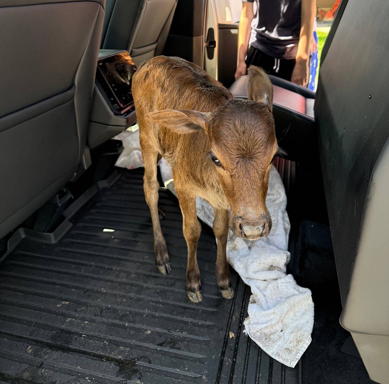 Tesla Cybertruck Dog mode is now also Cow Mode!  🐶 = 🐮 IMG_7830