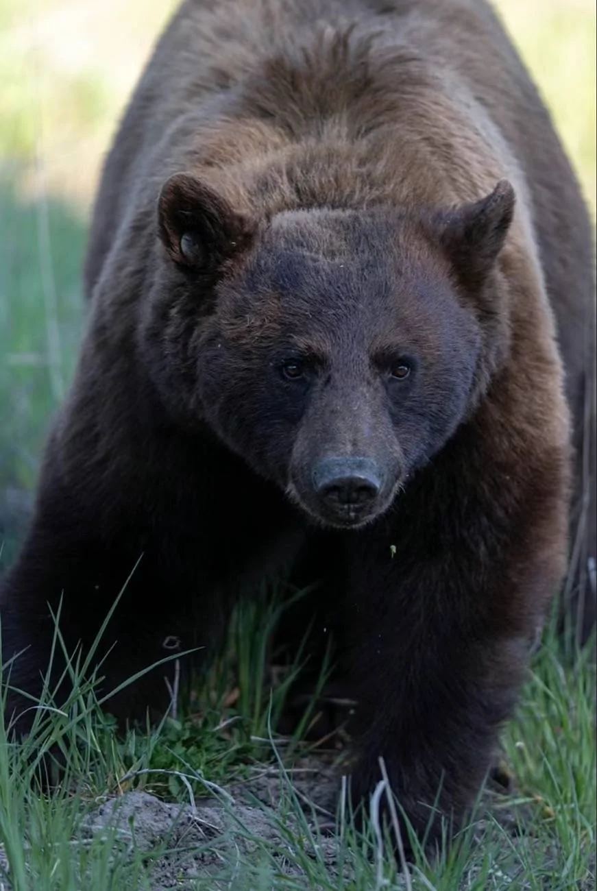 Tesla Cybertruck Grizzlies, Black Bears, and One Unforgettable Yellowstone Camping Experience IMG_4940