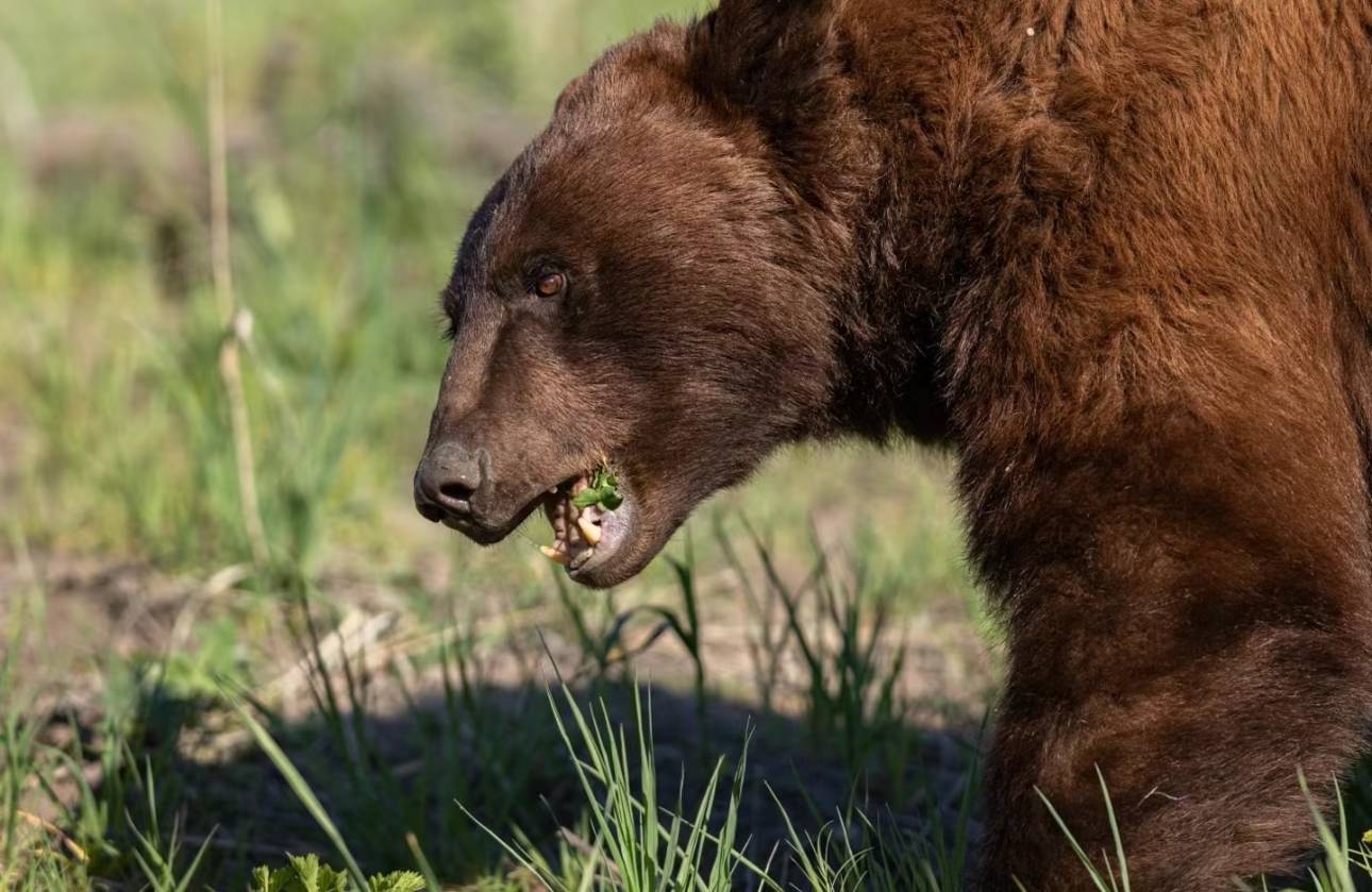 Tesla Cybertruck Grizzlies, Black Bears, and One Unforgettable Yellowstone Camping Experience IMG_4942