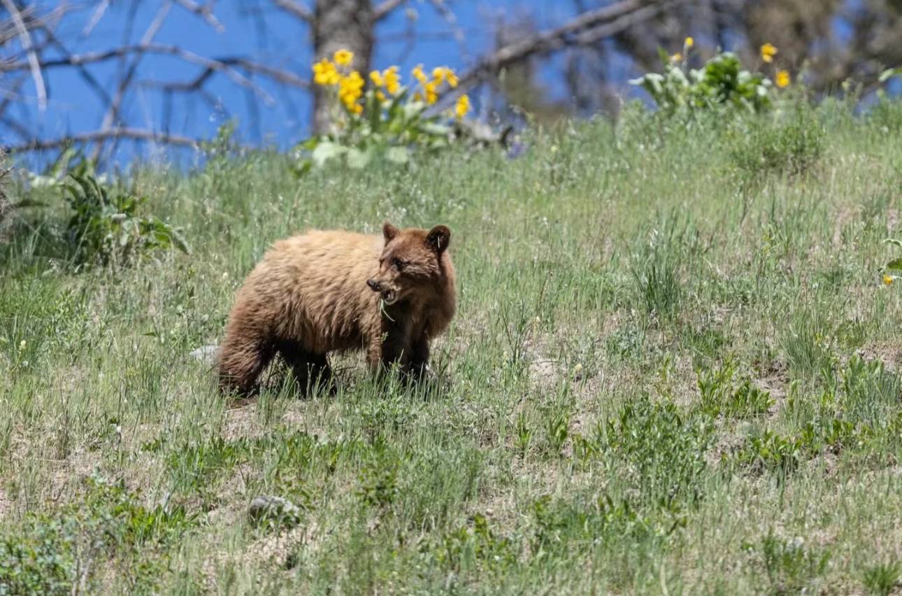 Tesla Cybertruck Grizzlies, Black Bears, and One Unforgettable Yellowstone Camping Experience IMG_4943
