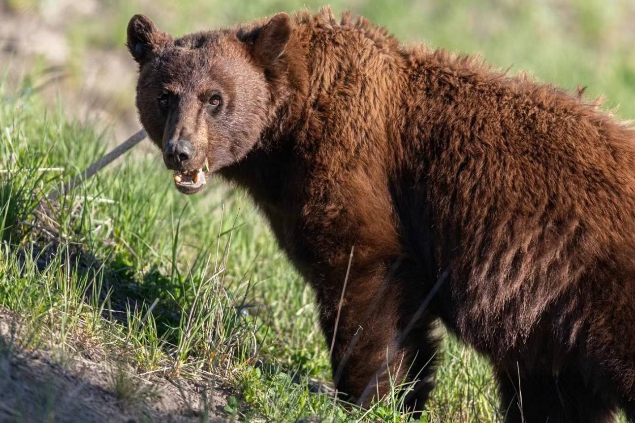 Tesla Cybertruck Grizzlies, Black Bears, and One Unforgettable Yellowstone Camping Experience IMG_4944