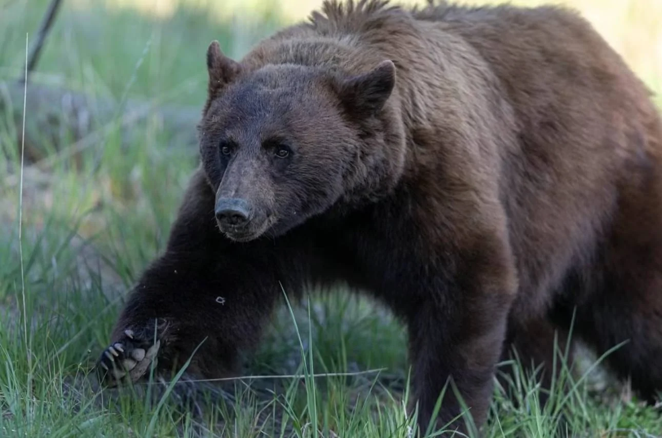 Tesla Cybertruck Grizzlies, Black Bears, and One Unforgettable Yellowstone Camping Experience IMG_4945