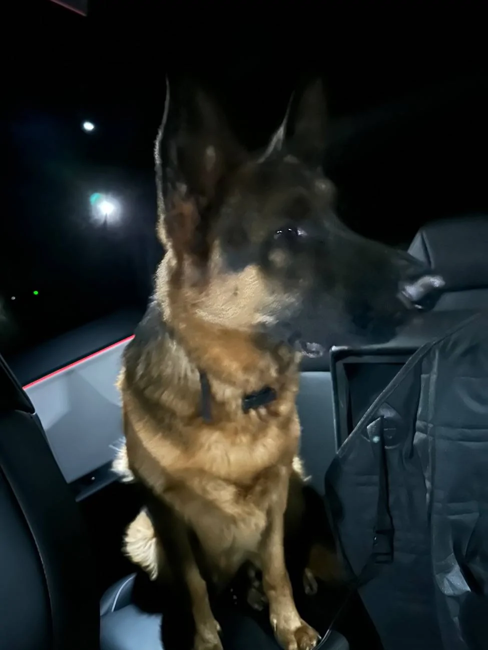 Tesla Cybertruck My dog escapes with dog mode enabled IMG_2135