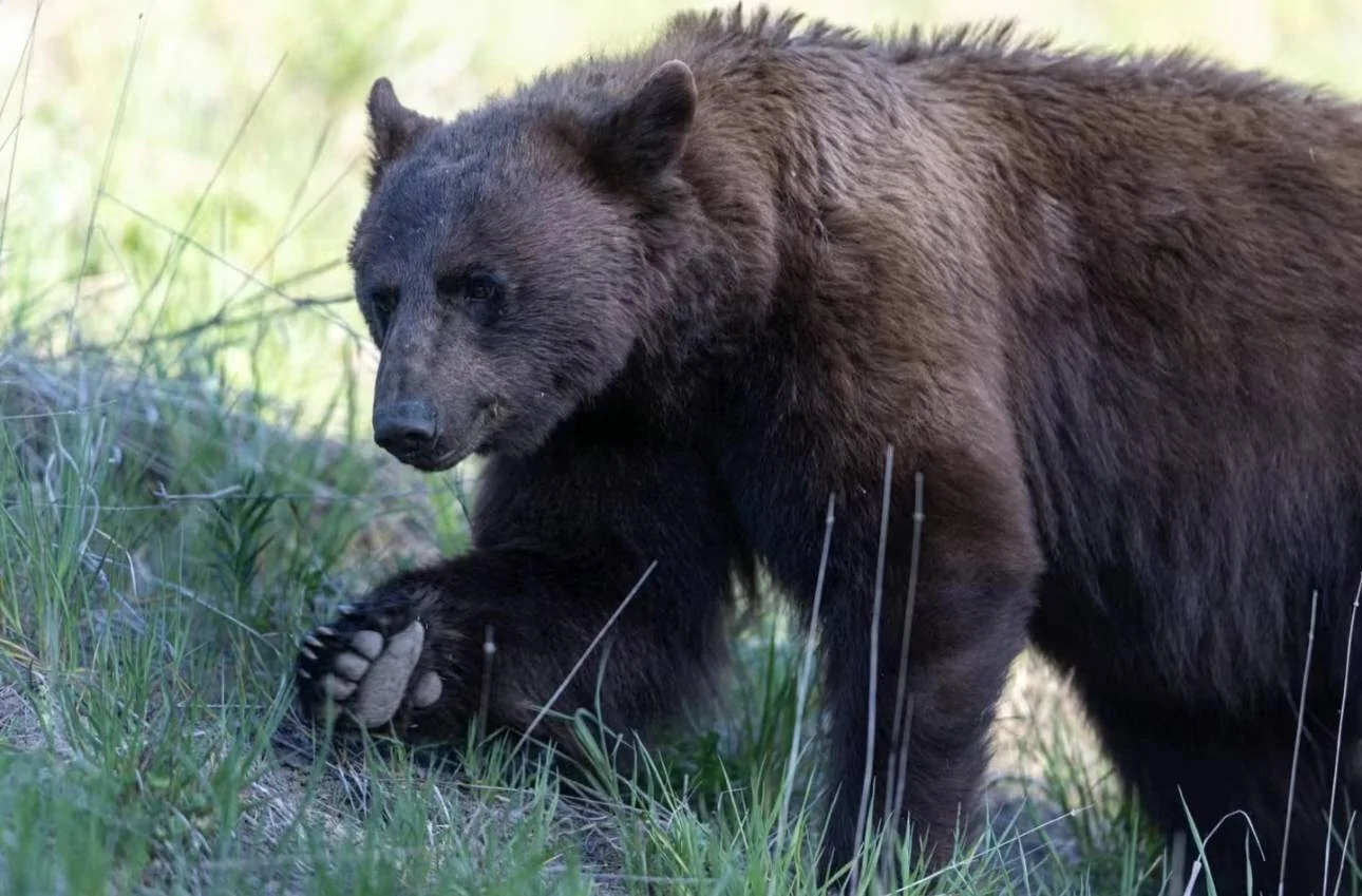Tesla Cybertruck Grizzlies, Black Bears, and One Unforgettable Yellowstone Camping Experience 1751484927000-wd