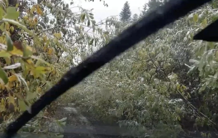 Bushwhacking - One of the many advantages of no paint & stainless steel (video)