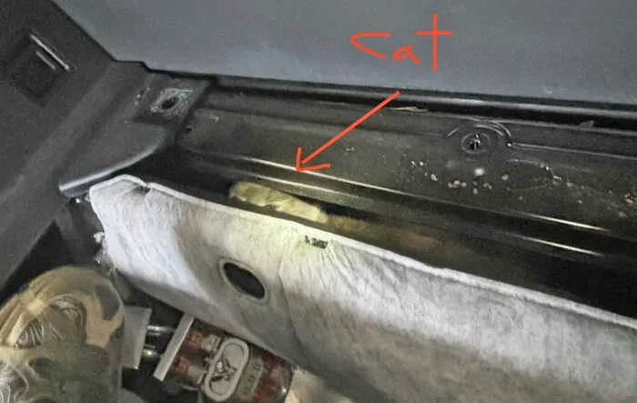Cat got stuck in my Cybertruck, survives with 8 lives! - Video added