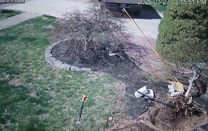 A little gardening with the CyberBeast: uprooting a tree