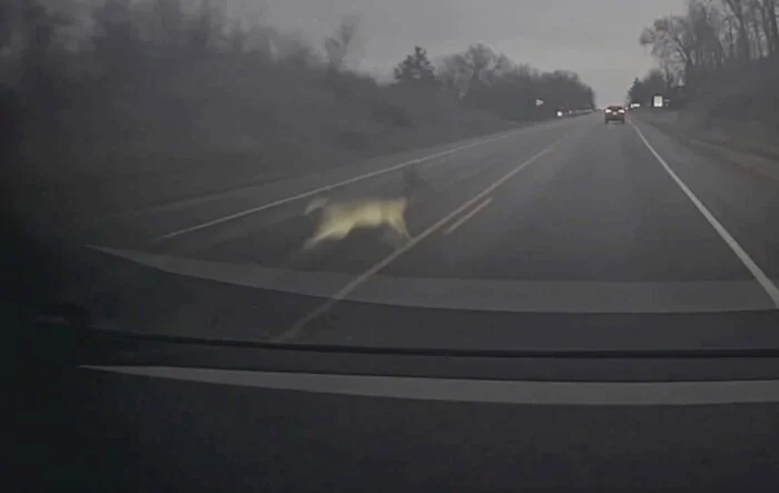 Cybertruck - 1  Deer - 0; Deer strike at 60 MPH (Video Added & Graphic Image)
