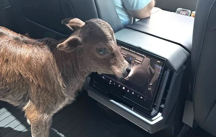 Dog mode is now also Cow Mode!  🐶 = 🐮