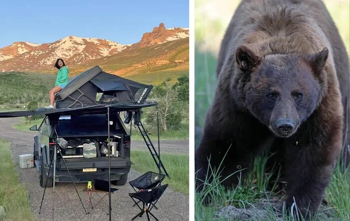 Grizzlies, Black Bears, and One Unforgettable Yellowstone Camping Experience