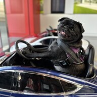 Cyberpugs