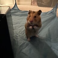CyberHamster