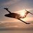 BornToFly