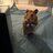 CyberHamster