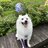 MangoTheSpitz
